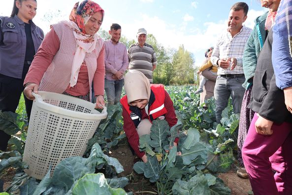 Vali Yiğitbaşı Sinanpaşa’da Brokoli Hasadına Katıldı