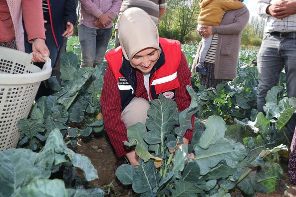Vali Yiğitbaşı Sinanpaşa’da Brokoli Hasadına Katıldı
