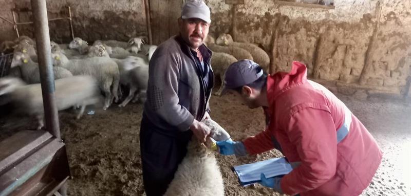 Afyonkarahisar'da Küçükbaş Hayvan Islah Projeleri İçin 2024 Yılı Destekleme Tespitleri Yapıldı