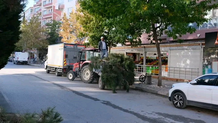SANDIKLI BELEDİYESİ AĞAÇ BUDAMA ÇALIŞMALARINA BAŞLADI