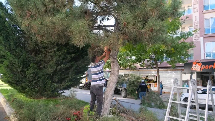 SANDIKLI BELEDİYESİ AĞAÇ BUDAMA ÇALIŞMALARINA BAŞLADI
