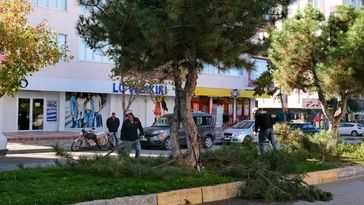 SANDIKLI BELEDİYESİ AĞAÇ BUDAMA ÇALIŞMALARINA BAŞLADI