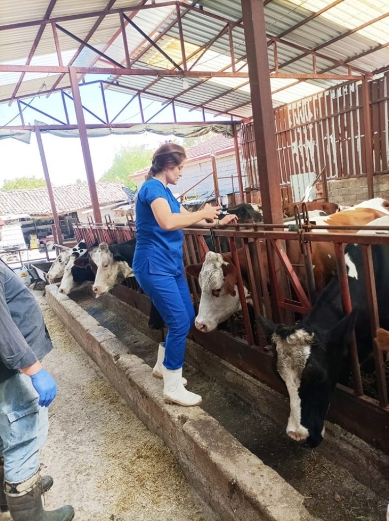 EVCİLER'DE ŞAP HASTALIĞINA KARŞI ÇALIŞMALAR SÜRÜYOR