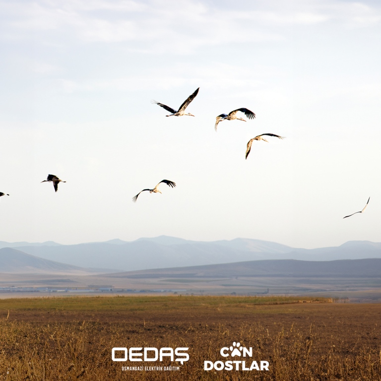 OEDAŞ 3 BİN 500 DİREĞİ KUŞLAR İÇİN GÜVENLİ HALE GETİRDİ  