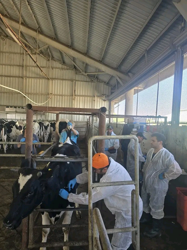 ÇAY İLÇE TARIM VE ORMAN MÜDÜRLÜĞÜNDEN HAYVANLARA TÜBERKÜLİN TESTİ UYGULAMASI