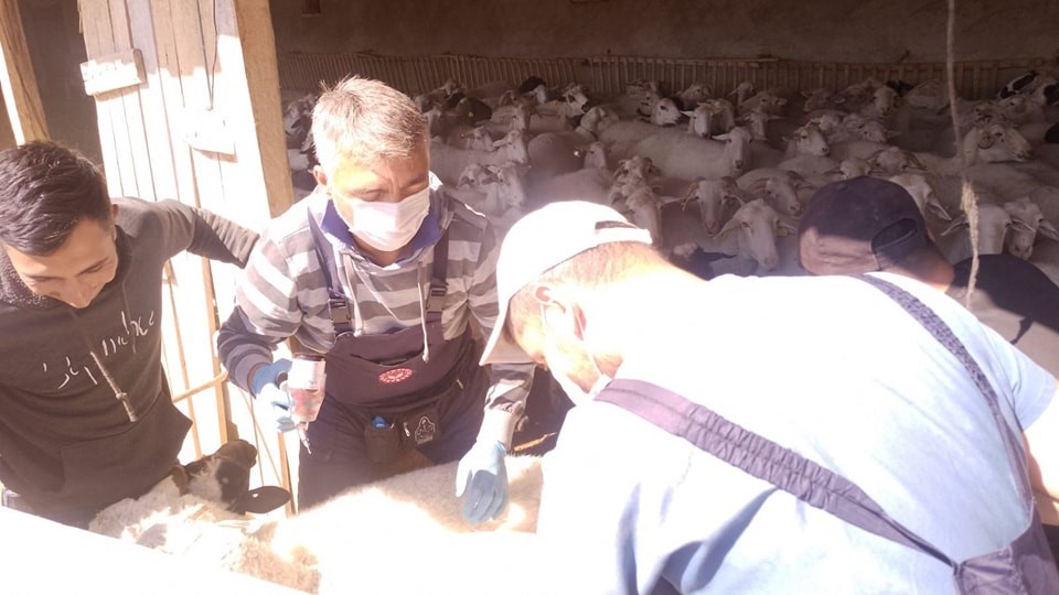 ‘Sağlıklı Hayvan, sağlıklı gıda, sağlıklı insan’ Afyonkarahisar’da şap ve brucella aşısı yapıldı