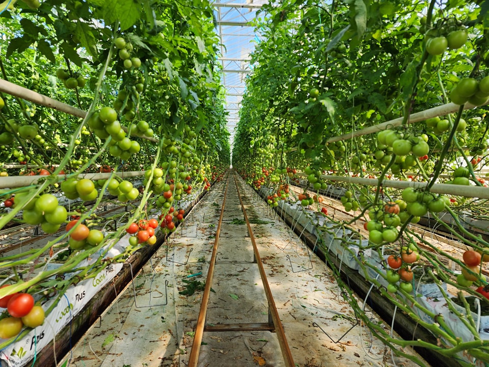Müdür Parlak Afyon’un Tarımına Değer Veriyor