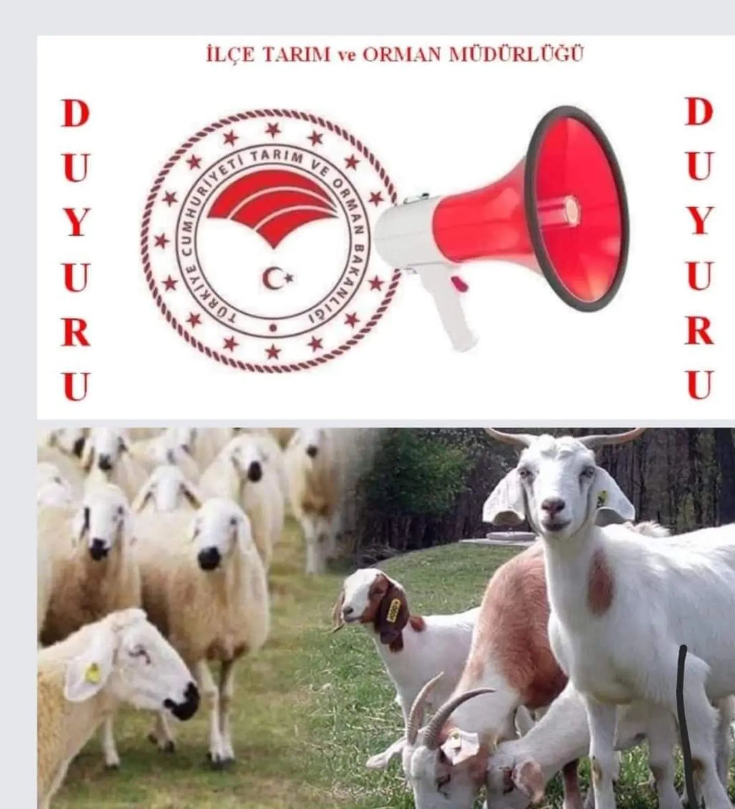 KUZU VE OĞLAK DESTEKLENMESİ MÜRACAATLARI BAŞLADI