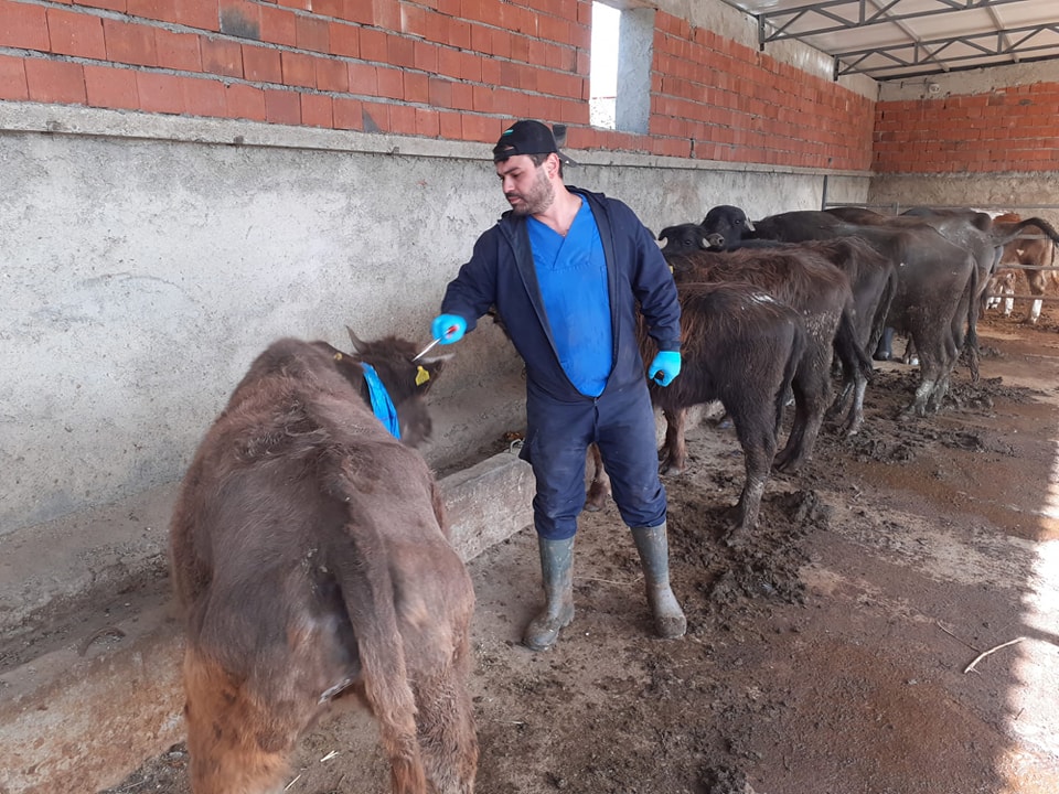 Çay İlçesinde hayvan sağlığına yönelik aşılamalar yapıldı