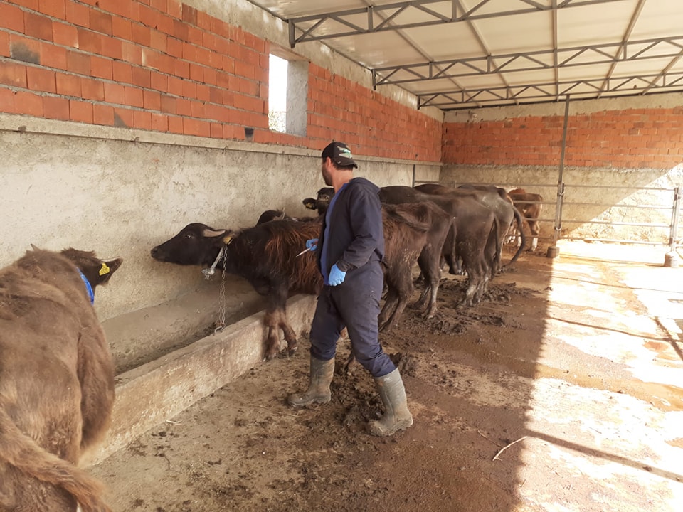 Çay İlçesinde hayvan sağlığına yönelik aşılamalar yapıldı