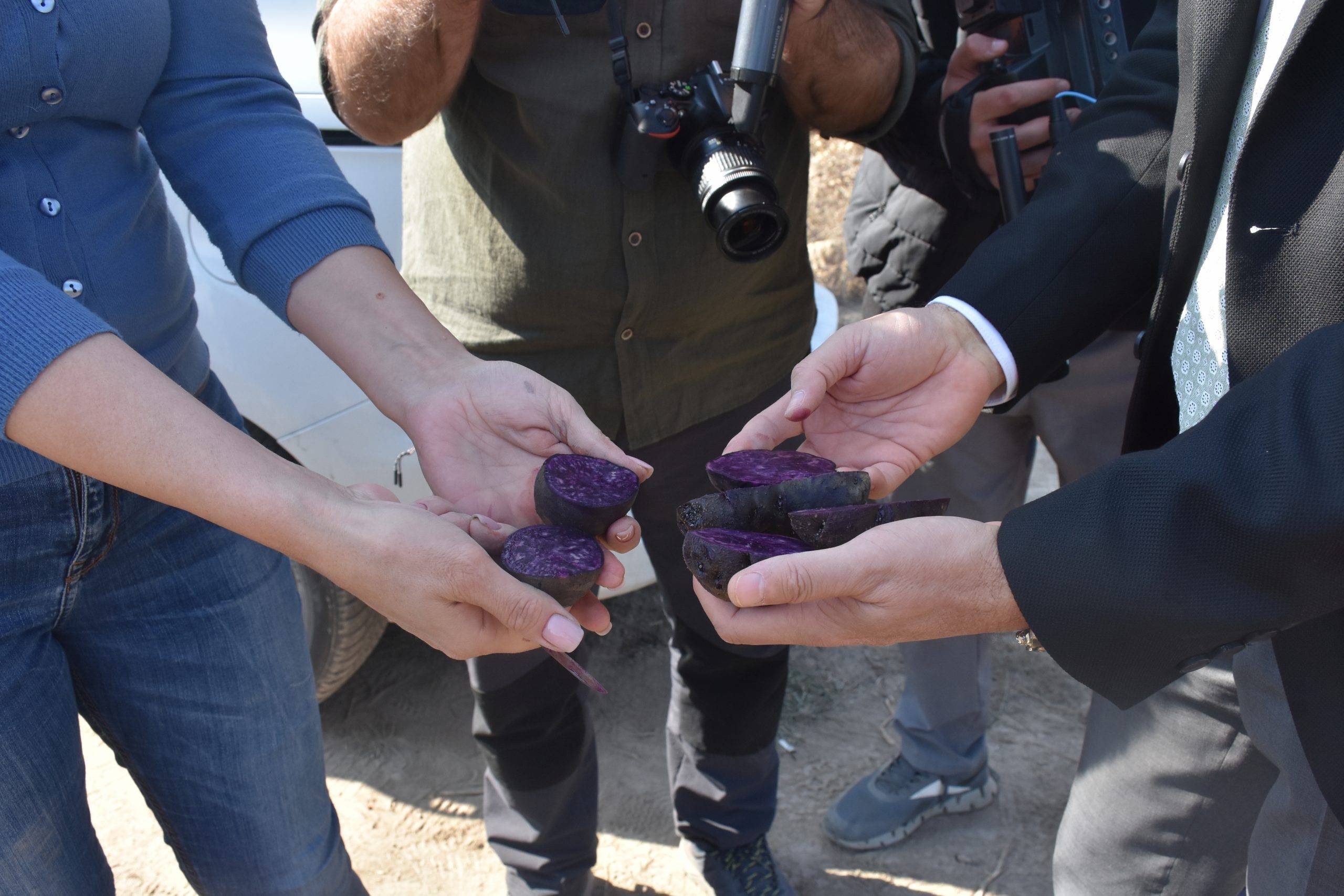 AFSÜ’nün Katkılarıyla Yetiştirilen Mor Patatesin İlk Hasadı Yapıldı