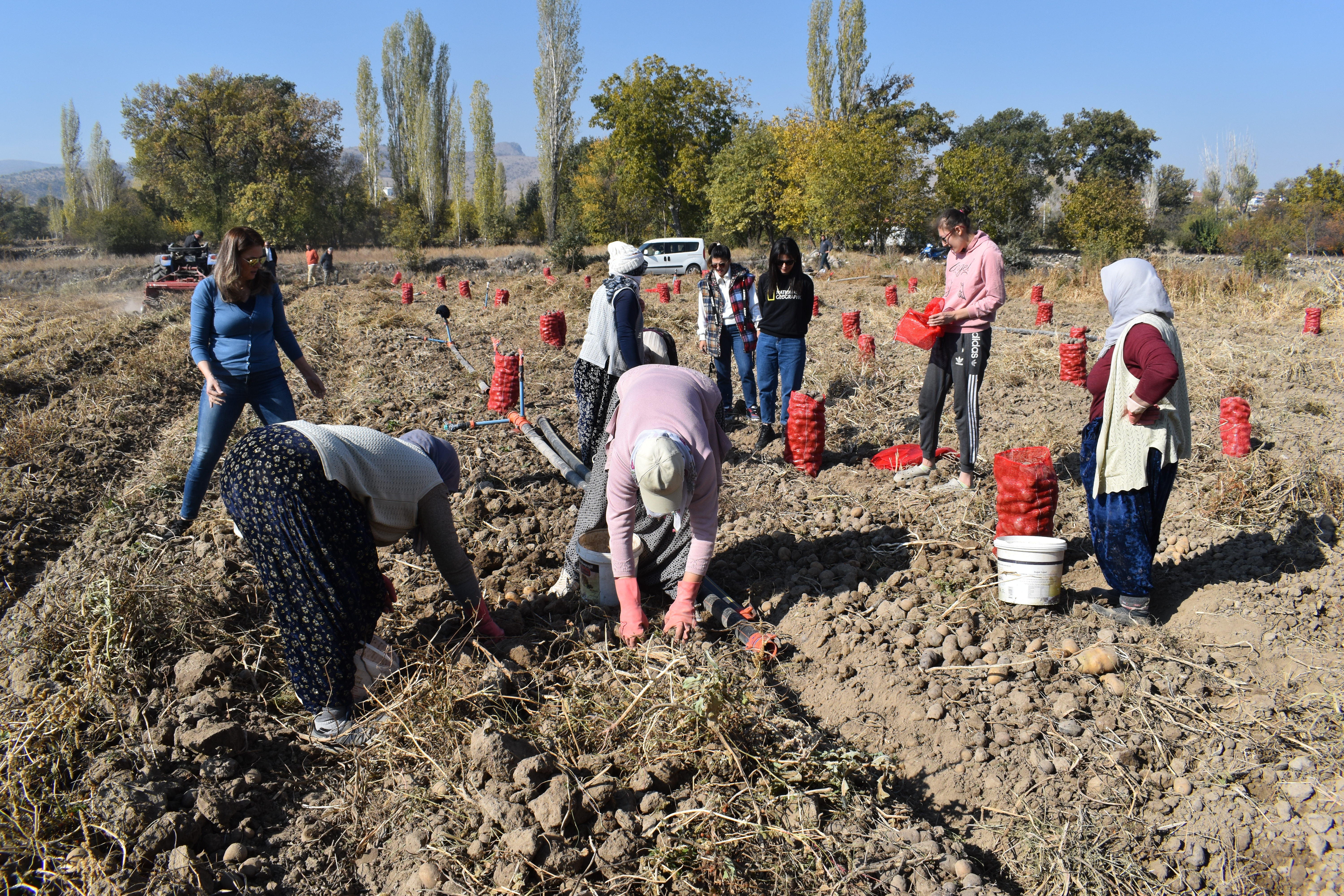 Afyonkarahisar'da Mor Patatesin Hasadı Yapıldı