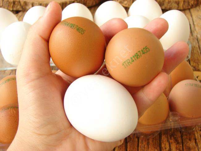 Kahverengi mi Beyaz mı? Hangi Yumurta Daha Sağlıklı? Detaylar Haberimizde