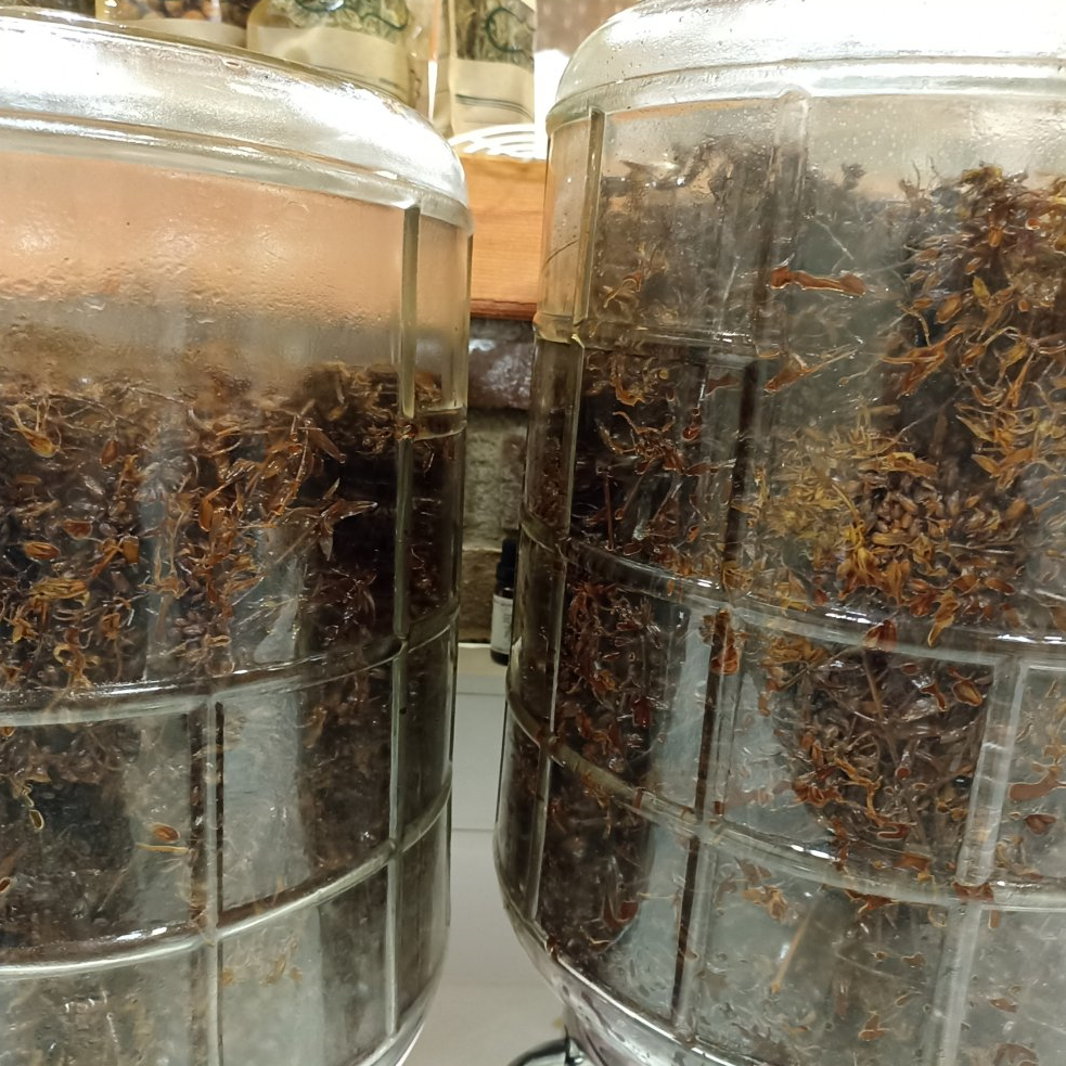 Tıbbi ve Aromatik Bitkiler Merkezi Sarı Kantaronu Tanıttı