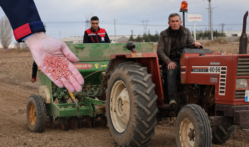 Afyon’da 300 Ton Buğday  Tohumu Toprakla Buluştu