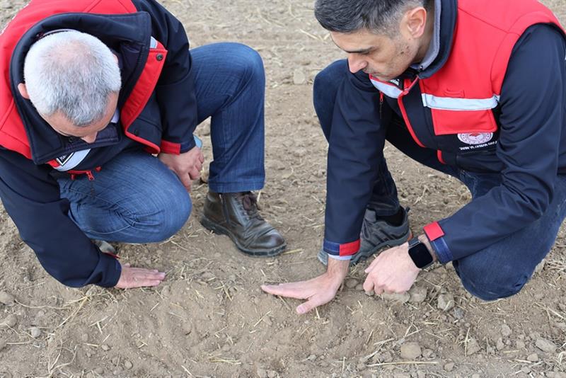 ​ Afyonkarahisar’da 5 Milyon TL’lik Buğday Yetiştiriciliği Projesi Başladı