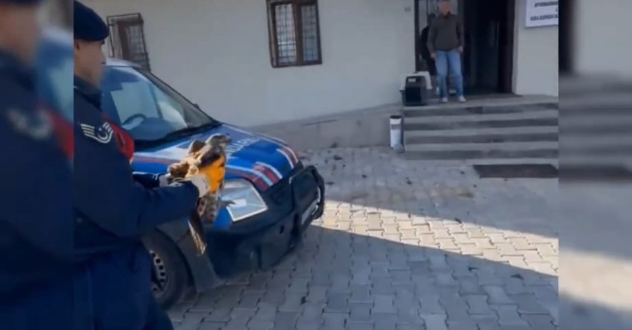 Yaralı Kızılşahin, Jandarma Ekipleri Tarafından Koruma Altına Alındı