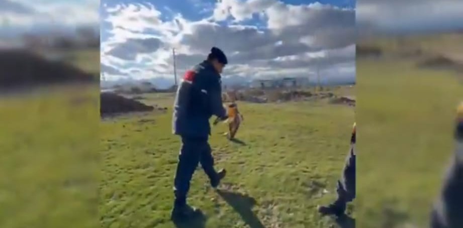 Yaralı Kızılşahin, Jandarma Ekipleri Tarafından Koruma Altına Alındı