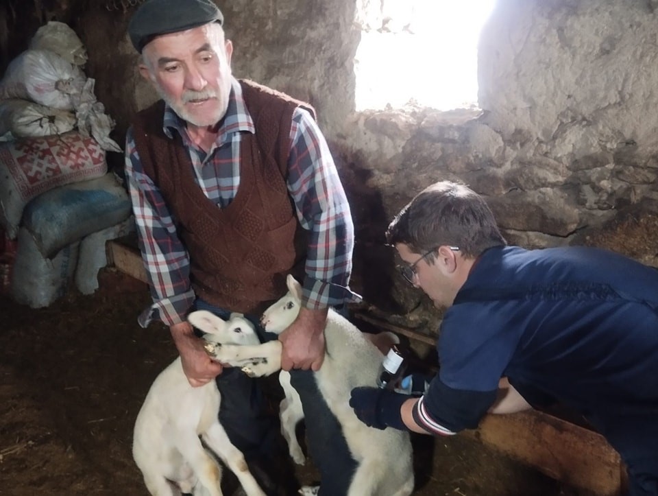 Küçükbaş Hayvanlara Yönelik Aşılama Çalışması Başladı