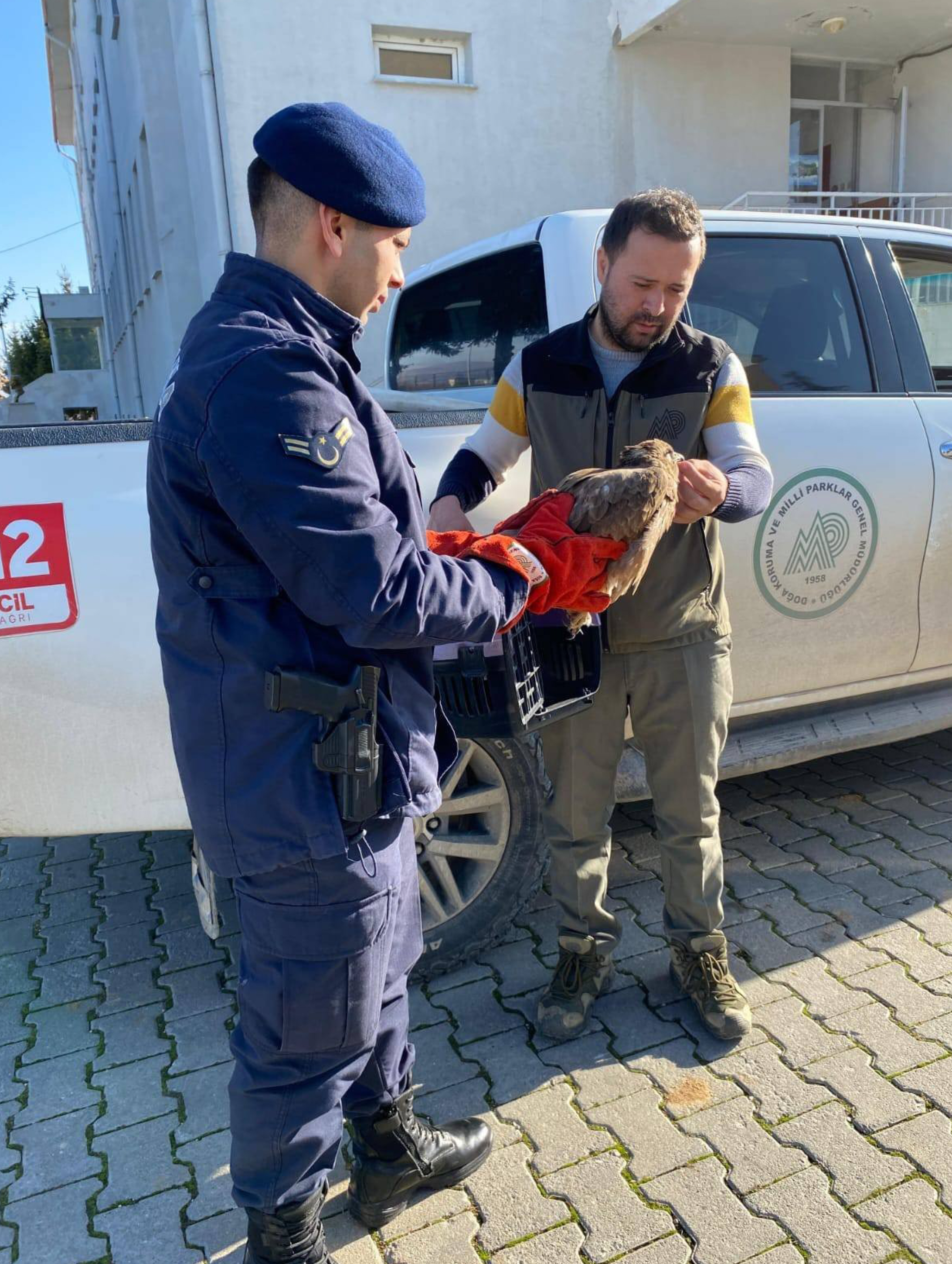 Dinar’da Yaralı Bulunan Kızıl Şahin Kuşu, Jandarma Ekiplerince Kurtarıldı