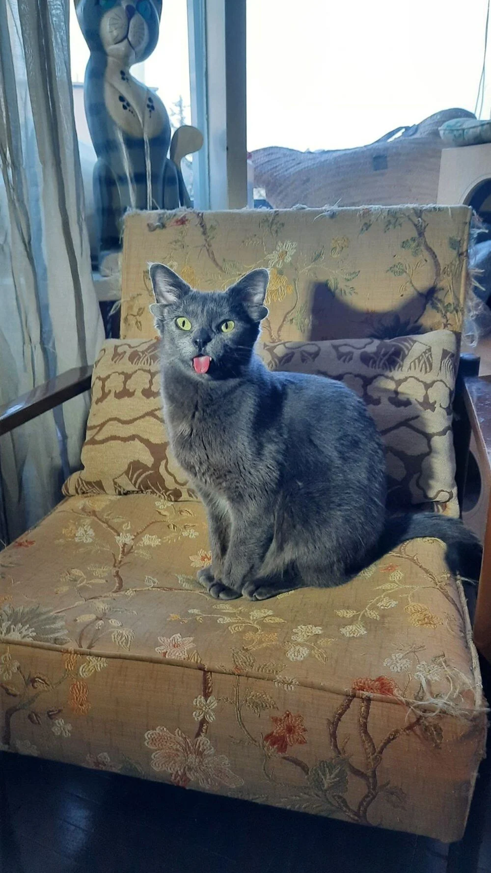 Dört Kulaklı Kedi Midas Sosyal Medyada İlgi Odağı Oldu