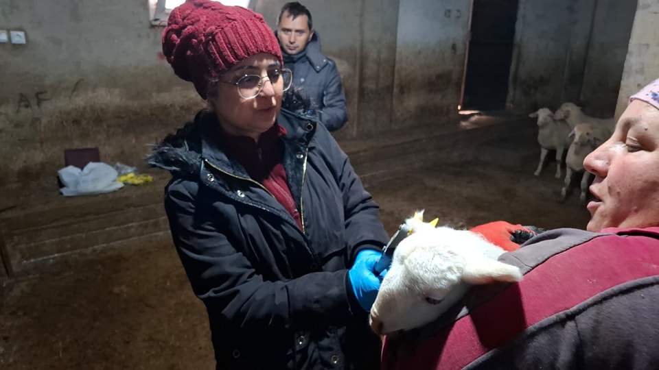 Kuzu ve Oğlaklara Kimliklendirme ve Aşılama Çalışmaları Sürüyor