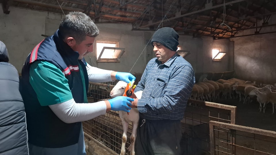 Kuzu ve Oğlaklara Kimliklendirme ve Aşılama Çalışmaları Sürüyor