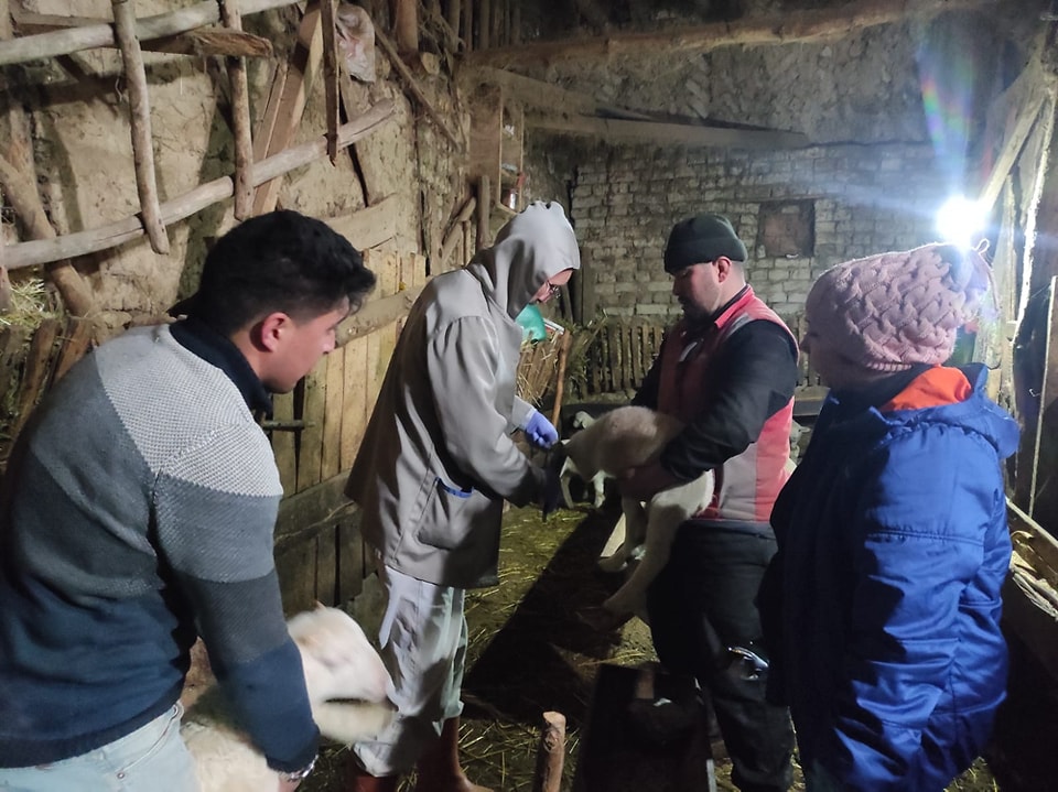 Kuzu ve Oğlaklara Kimliklendirme ve Aşılama Çalışmaları Sürüyor