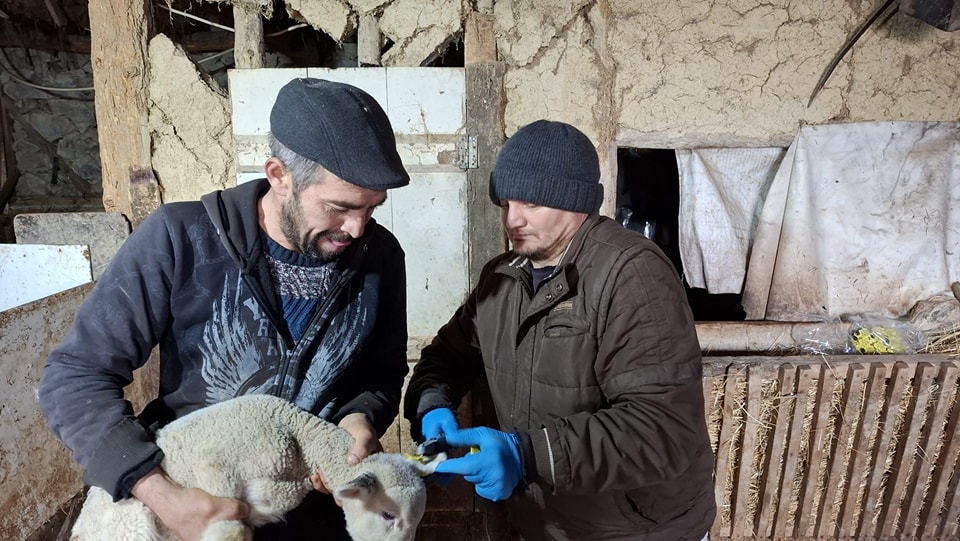 Kuzu ve Oğlaklara Kimliklendirme ve Aşılama Çalışmaları Sürüyor