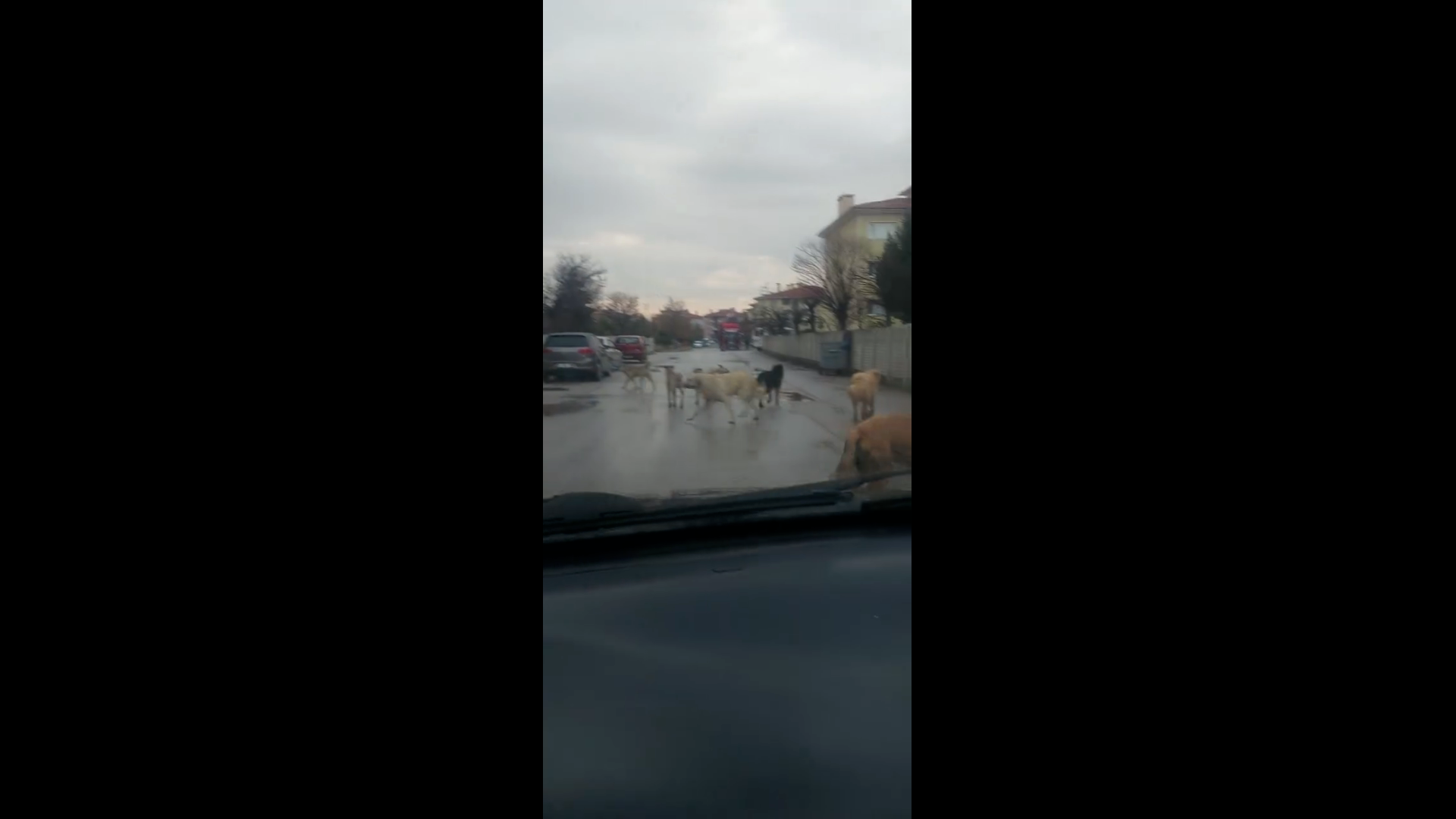 HOCA AHMET YESEVİ MAHALLESİ’NDE  BAŞIBOŞ KÖPEK SORUNU BÜYÜYOR