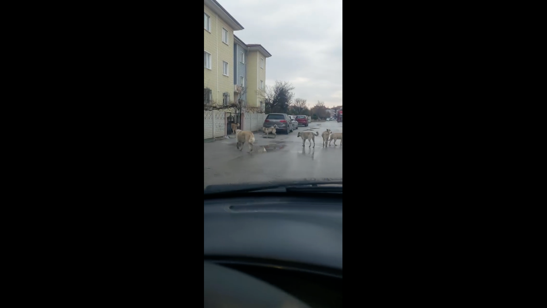 HOCA AHMET YESEVİ MAHALLESİ’NDE  BAŞIBOŞ KÖPEK SORUNU BÜYÜYOR