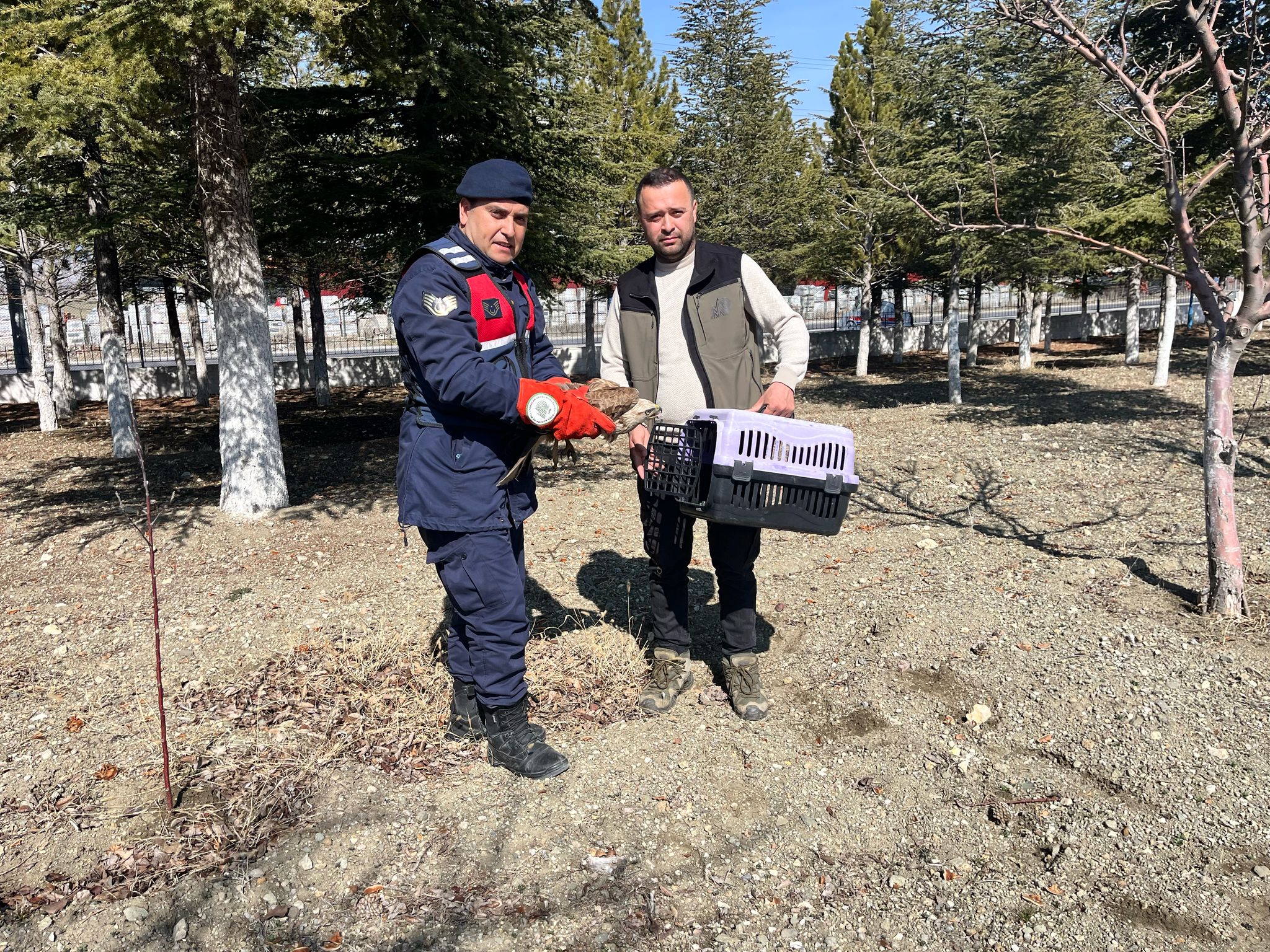 DİNAR’DA YARALI BULUNAN  KIZIL ŞAHİN TEDAVİ ALTINA ALINDI