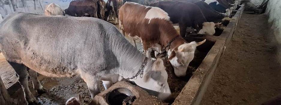 AFYONKARAHİSAR'DA KURBAN BAYRAMI HAREKETLİLİĞİ BAŞLADI