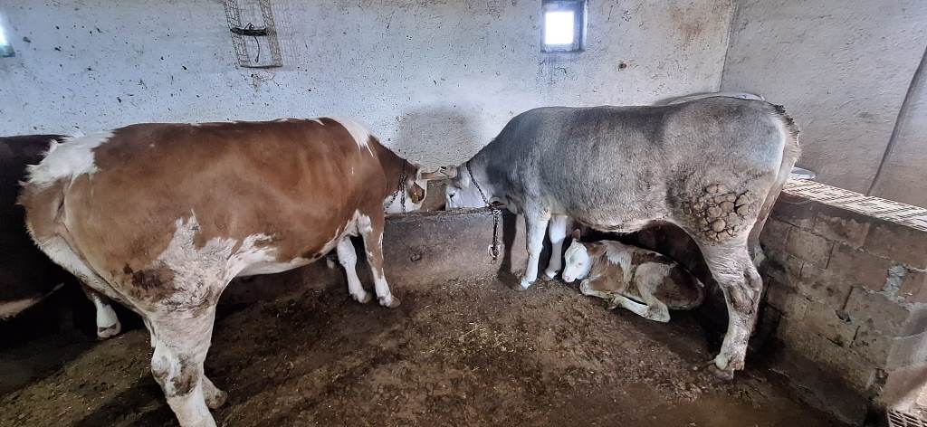 AFYONKARAHİSAR'DA KURBAN BAYRAMI HAREKETLİLİĞİ BAŞLADI