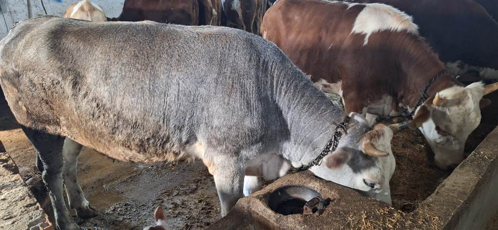 AFYONKARAHİSAR'DA KURBAN BAYRAMI HAREKETLİLİĞİ BAŞLADI