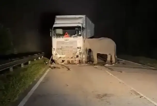 Anne Filden Yürek Burkan Veda! Yavrusunun Başında Saatlerce Bekledi…