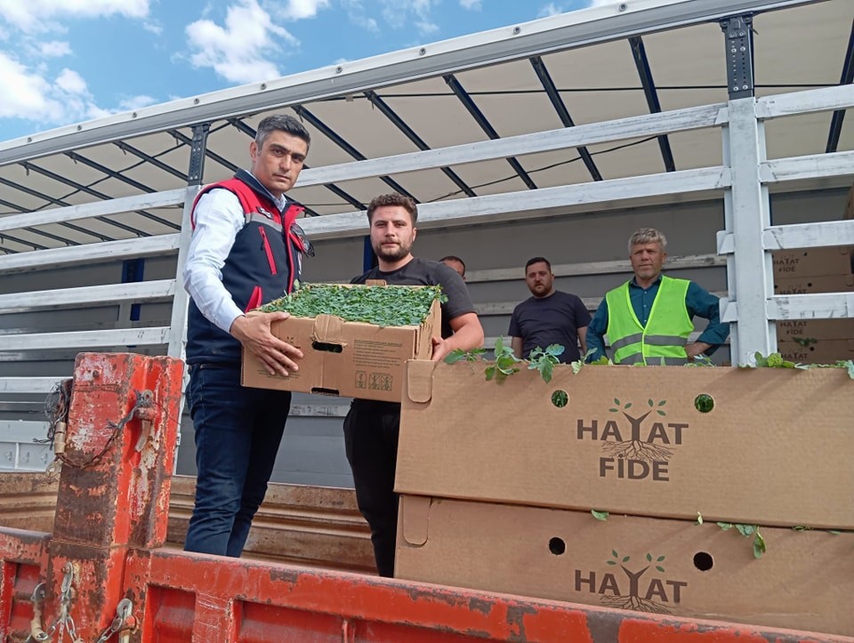 Afyon’da 2 Milyonluk Domates Hamlesi: Üreticiye Hem Fide Hem Tuzak Desteği!