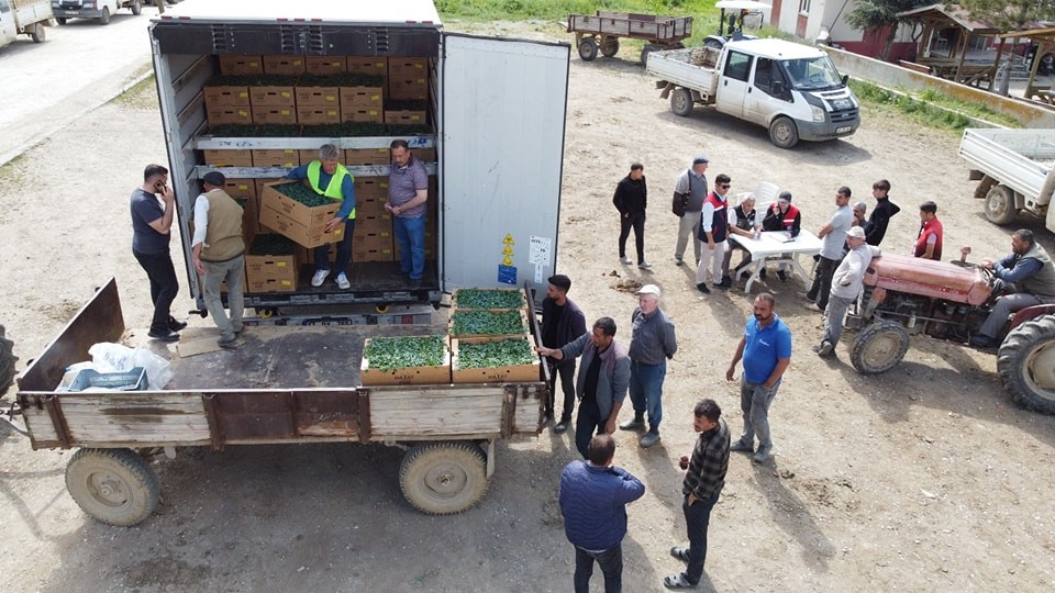 Afyon’da 2 Milyonluk Domates Hamlesi: Üreticiye Hem Fide Hem Tuzak Desteği!