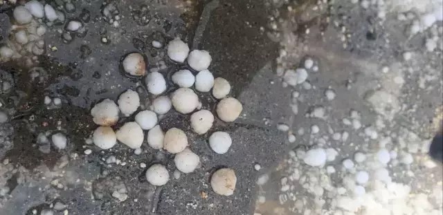 Ceviz büyüklüğünde dolu yağdı, meyve ağaçlarında yaprak kalmadı