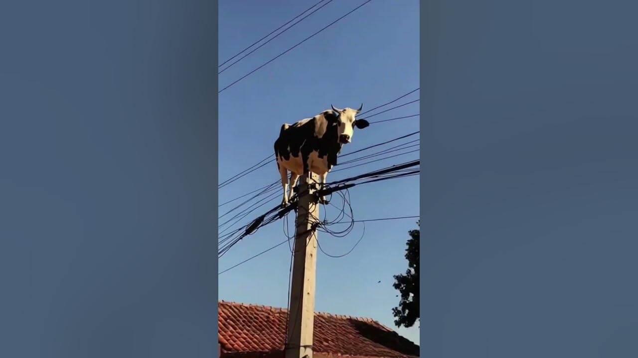 Elektrik Direğine Çıkan İnek Sosyal Medyada Viral Oldu: "Oraya Nasıl Çıktı?" Sorusu Merak Konusu Oldu