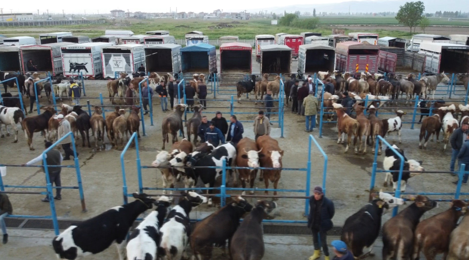 Afyonkarahisar’da kurbanlık telaşı başladı:  Fiyatlardaki son durum ne?