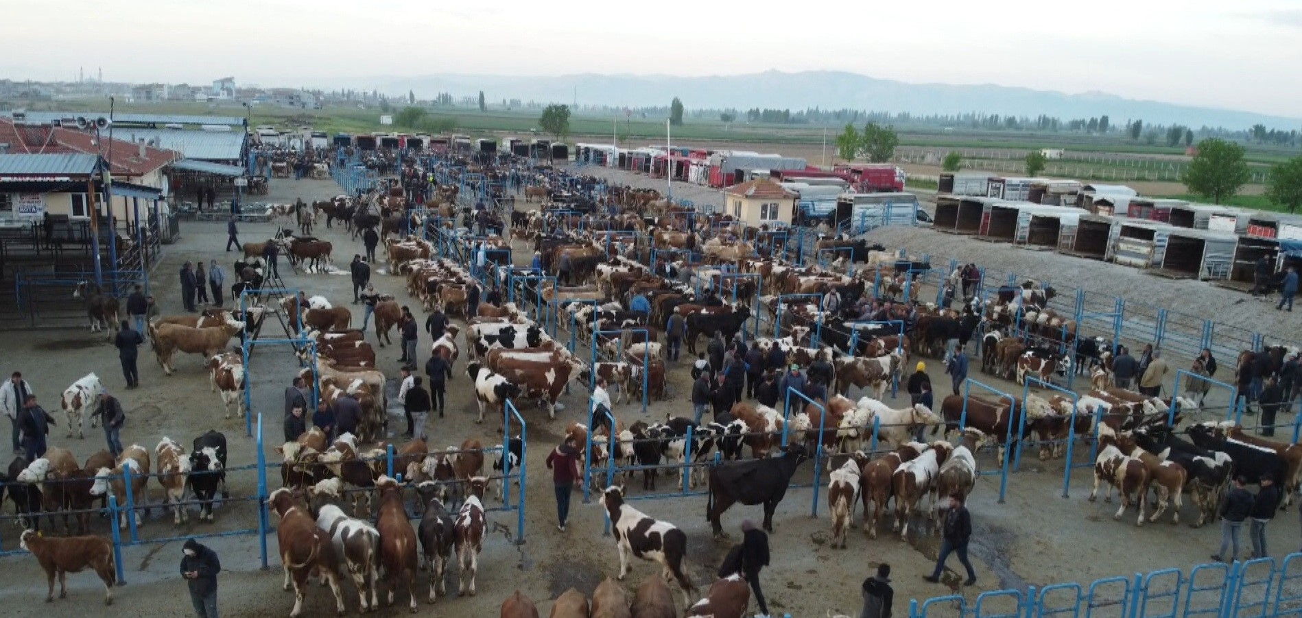 Afyonkarahisar’da kurbanlık telaşı başladı:  Fiyatlardaki son durum ne?