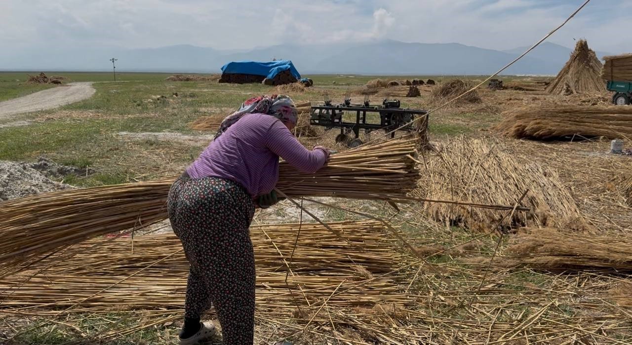 Eber Gölü'nde Kamış Hasadı Başladı