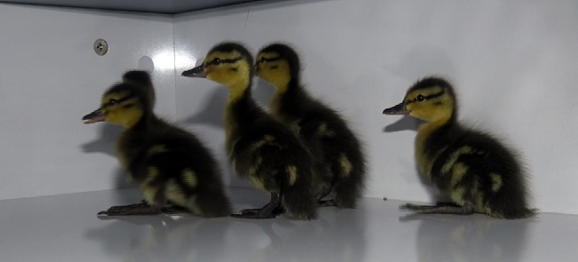 KÖPEKLERİN SALDIRISINA UĞRAYAN ÖRDEK YAVRULARINI POLİSLER KURTARDI