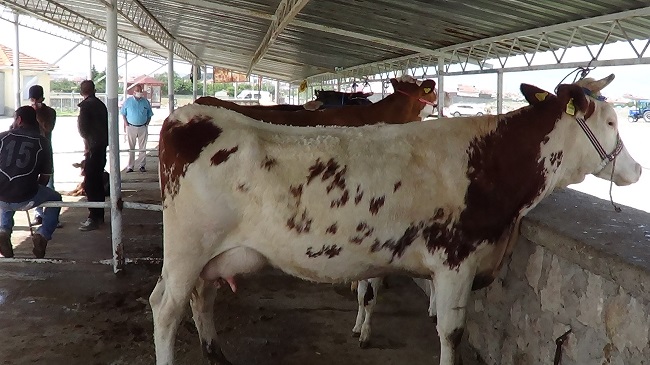 HAYVAN PAZARLARI DEZENFEKTE EDİLEREK AÇILIYOR