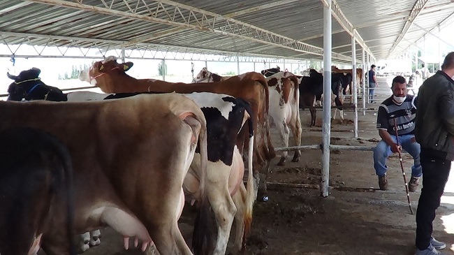 HAYVAN PAZARLARI DEZENFEKTE EDİLEREK AÇILIYOR