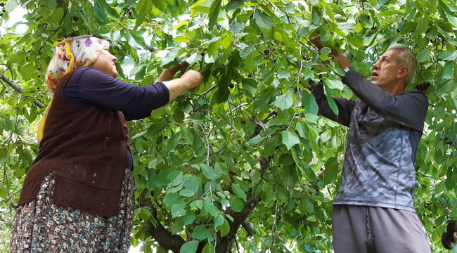 İNGİLİZ KRALİYET AİLESİNİN SOFRALARINA KADAR ULAŞIYOR