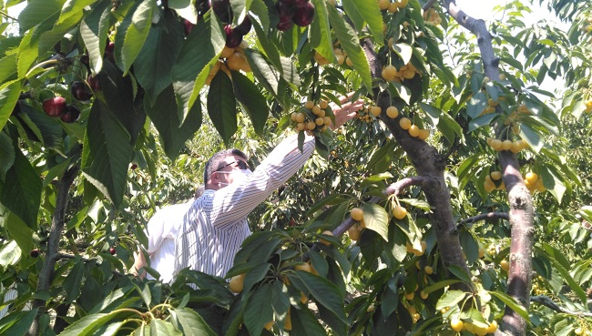 “KİRAZ İHRACATINDA ÇÖZÜM GELİŞTİRİYORUZ”