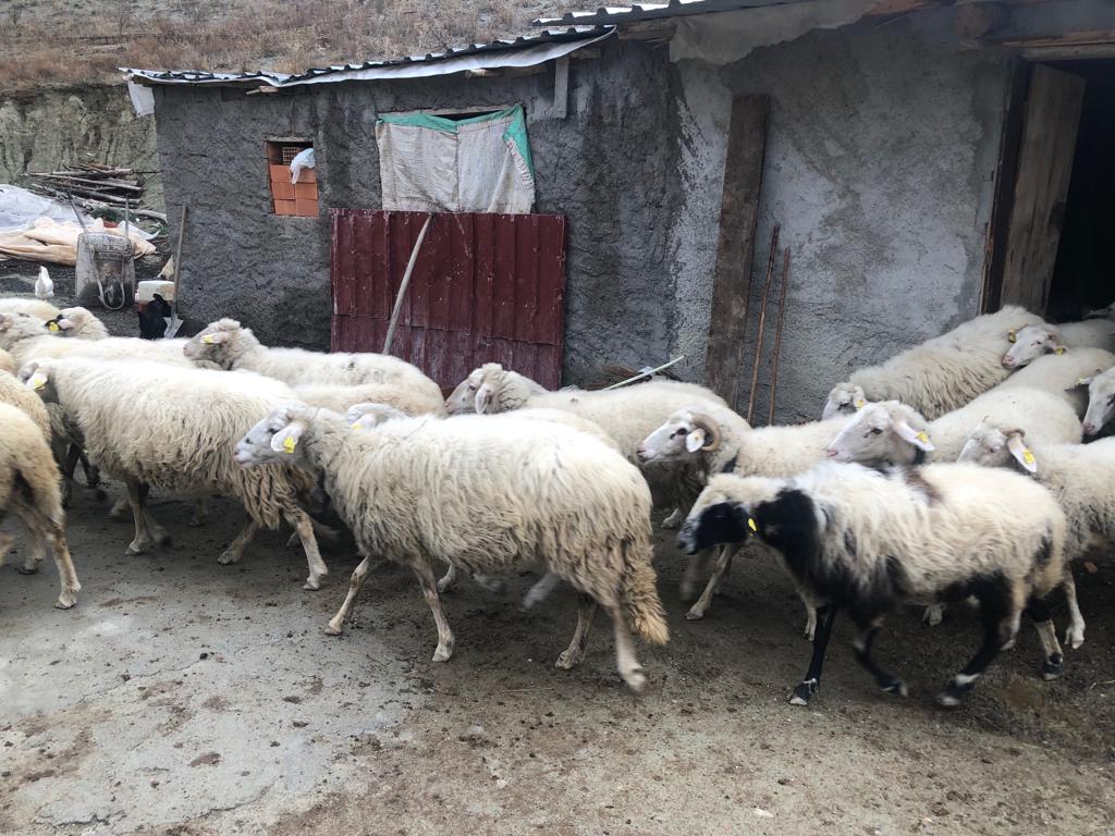 ESKİ HÜKÜMLÜ İŞKUR DESTEĞİYLE SÜRÜ SAHİBİ OLDU-4