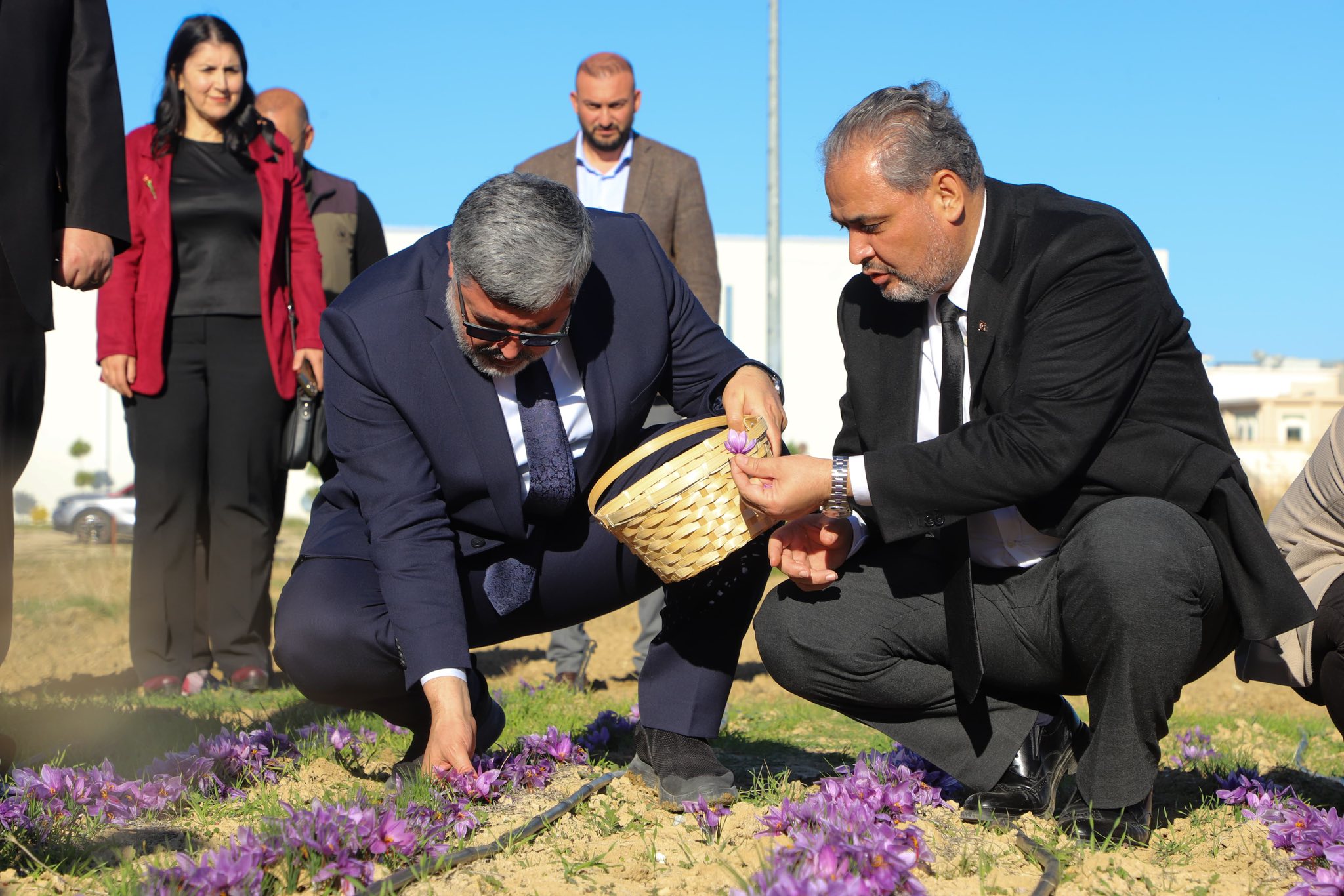 AFSÜ’de Safran Hasadı Etkinliği Gerçekleştirildi